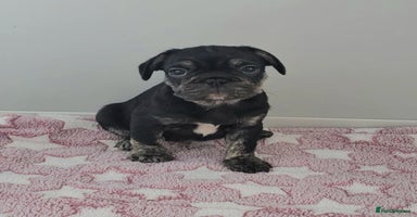 Frug dogs - Advert 13