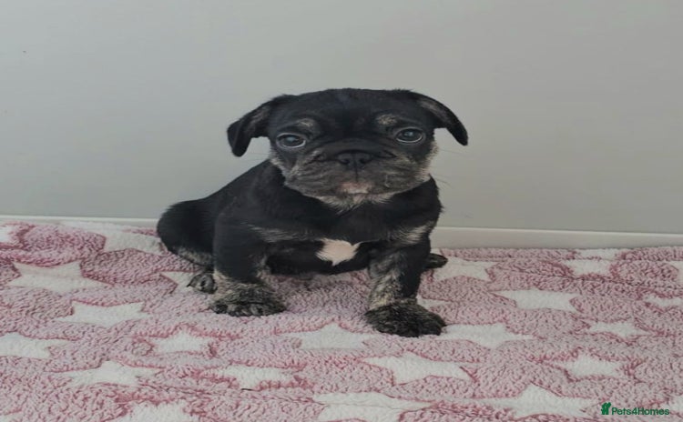 Frug dogs - Advert 7