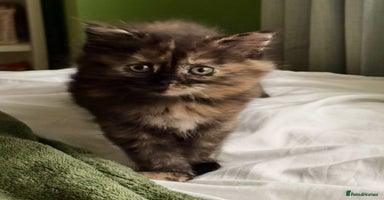 Turkish Angora cats - Advert 15