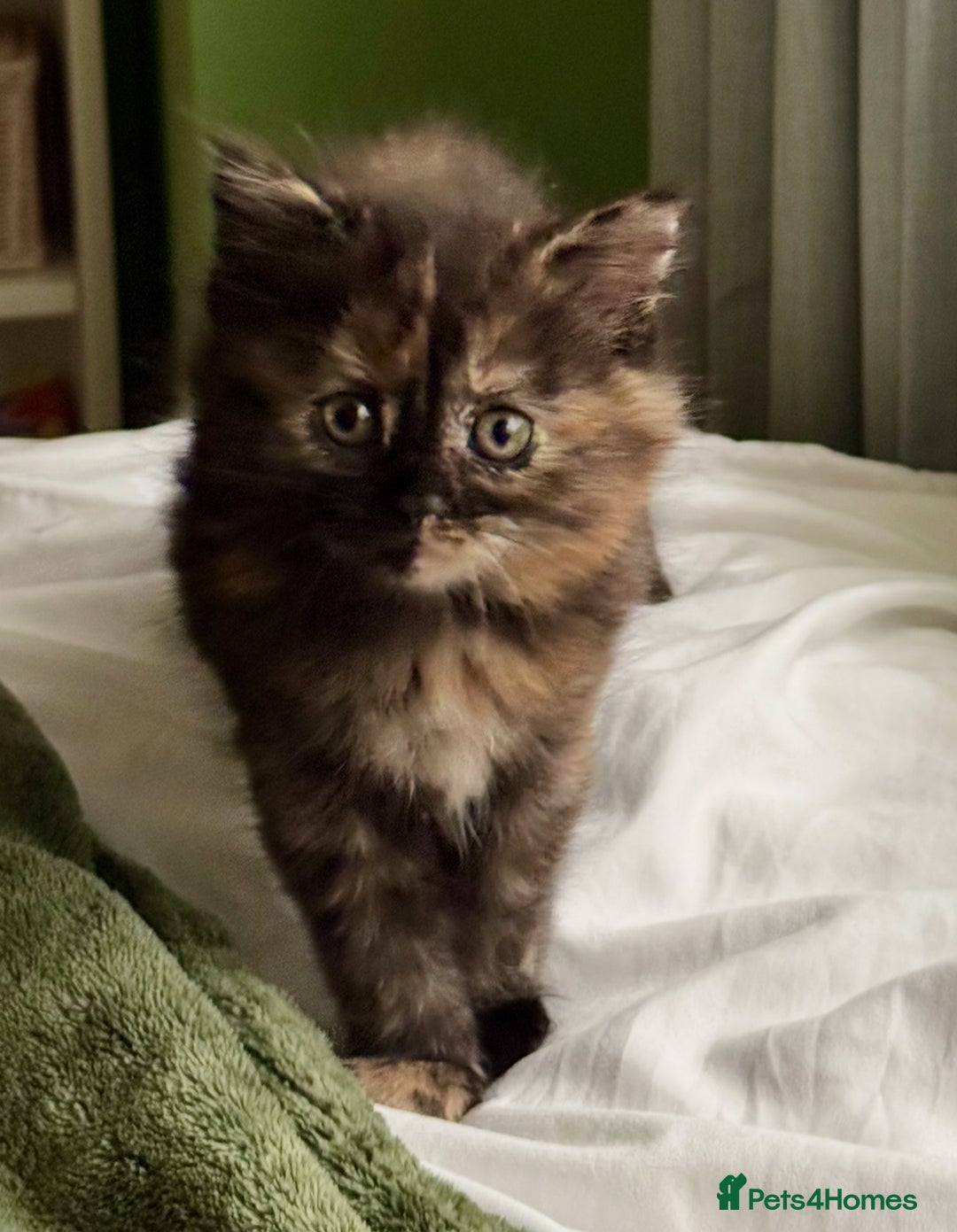 Turkish Angora cats for sale: Two Gorgeous Female Kittens  - Image 3