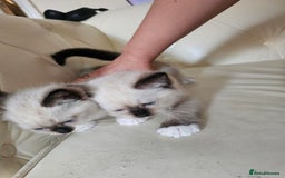 Ragdoll cats for sale: Three Ragdoll kittens - Image 3
