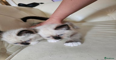 Ragdoll cats - Advert 1