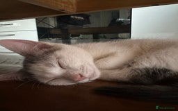 Mixed Breed cats for sale: READY NOW- 2 F Left. Beautiful Natures in Northampton - Image 13