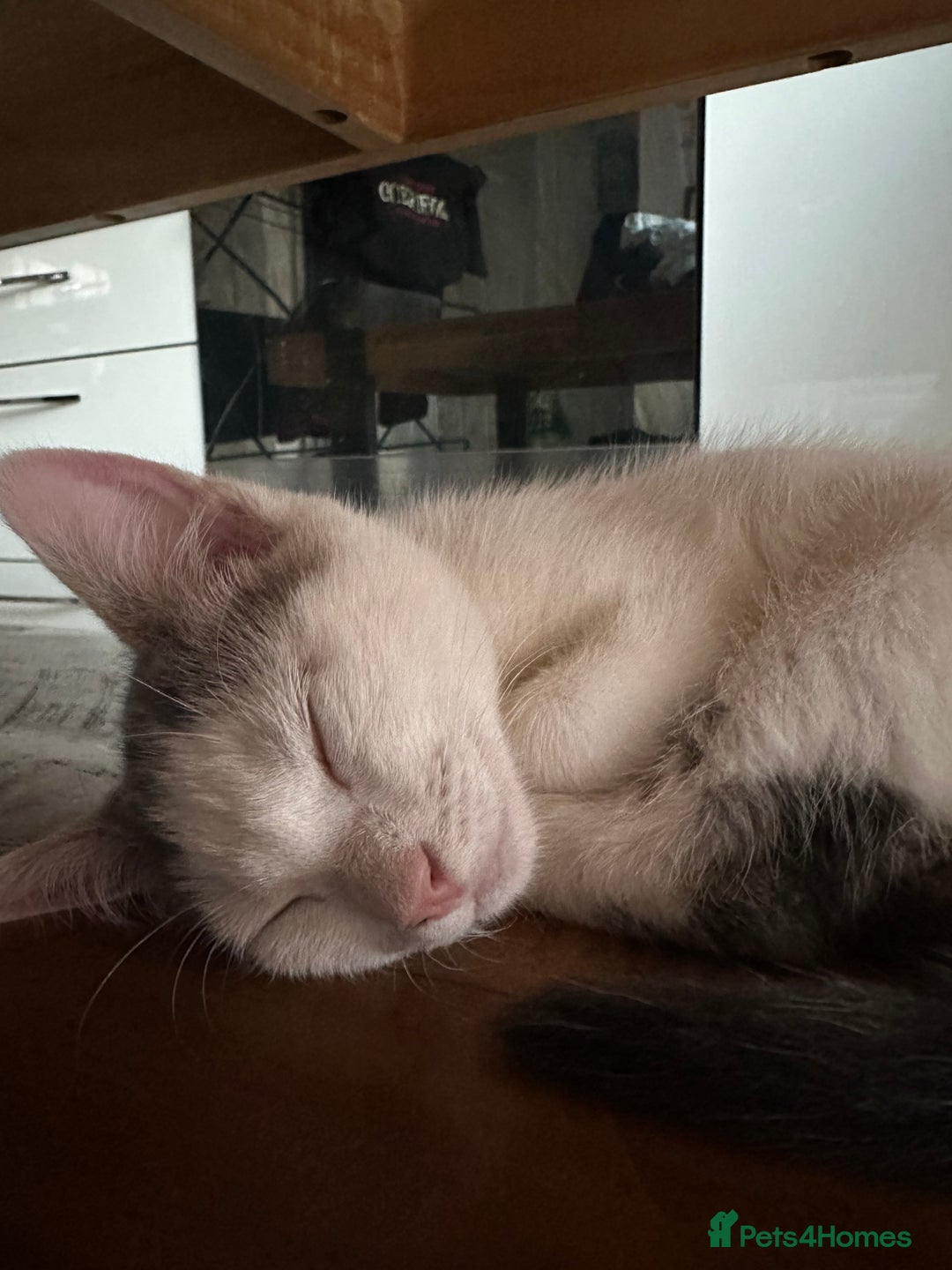 Mixed Breed cats for sale: READY NOW- 2 F Left. Beautiful Natures in Northampton - Image 13