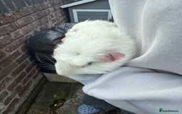 Guinea Pig rodents for sale: 💕lovely male guinea pig💕 - Image 2