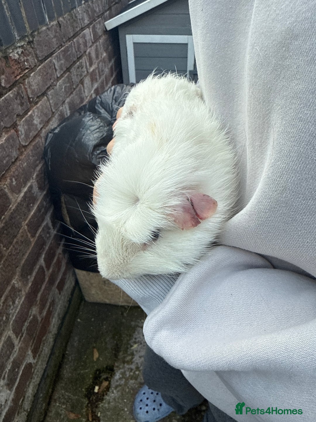 Guinea Pig rodents for sale: 💕lovely male guinea pig💕 - Image 2