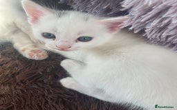 Domestic Shorthair cats for sale: Kittens  - Image 2