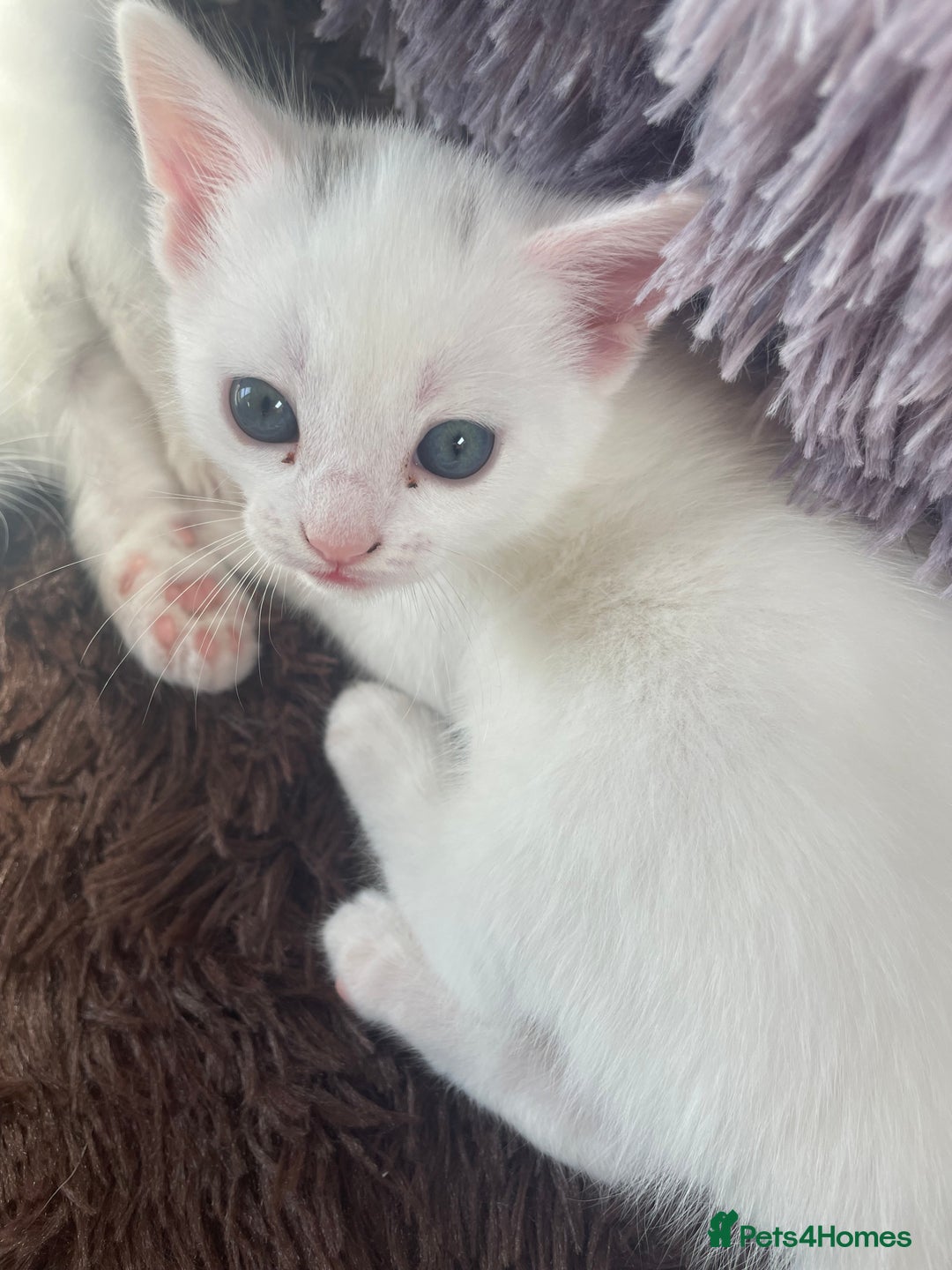 Domestic Shorthair cats for sale: Kittens  - Image 2