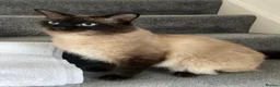Ragdoll cats for sale: Fluffy Ragdoll kittens - Advert 8