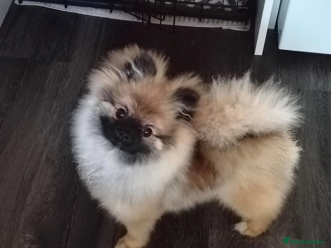 Pomeranian dogs for sale: Pomeranian  in Hebburn - Advert 1