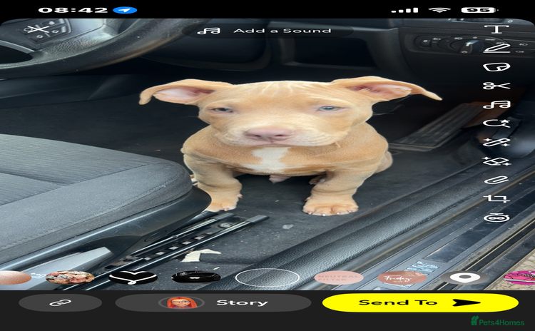 Mixed Breed dogs - Advert 1