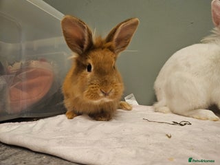 Lionhead rabbits Lion head x **2 left ready now - Advert 3