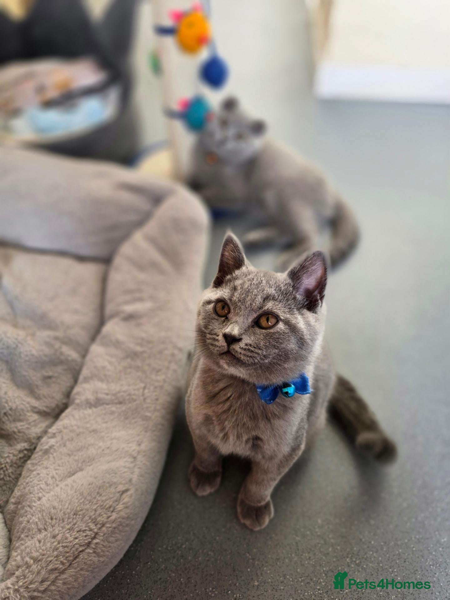 British Shorthair cats Only 1 boy💙and  1 girl🤎 left - Advert 10