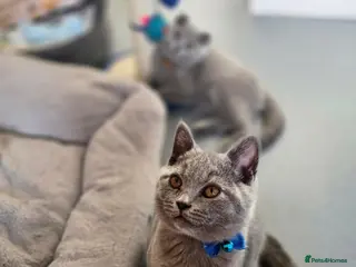 British Shorthair cats Only 1 boy💙and 1 girl🤎 left - Advert 10