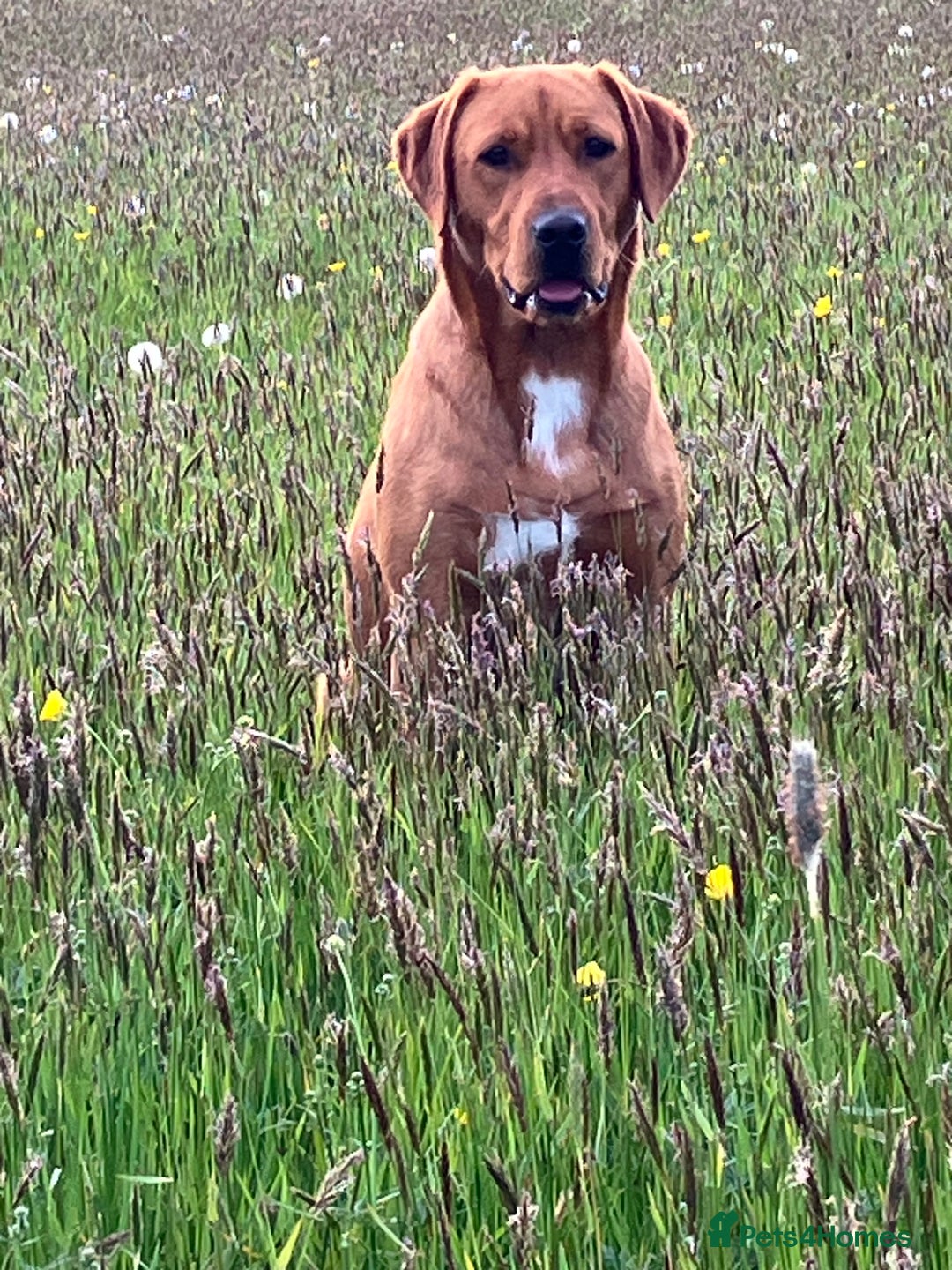 Labrador Retriever dogs for sale: STUNNING LITTER OF DARK FOX RED LABRADOR PUPPIES - Image 16