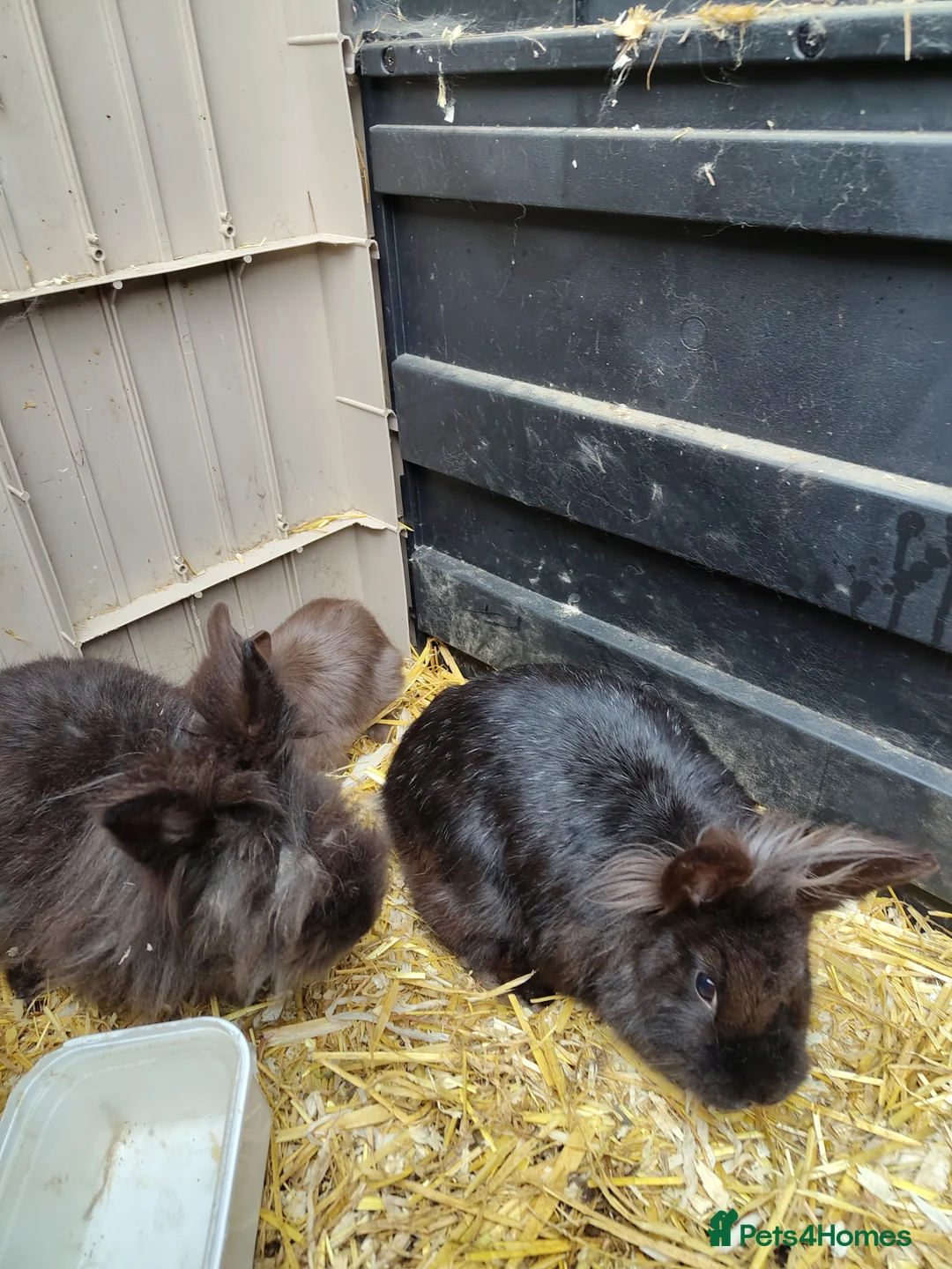 Lionhead rabbits for sale: baby lion heads  - Advert 2