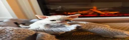 Devon Rex cats for sale: Exceptional FIFe Registered Devon Rex Kittens - Advert 5