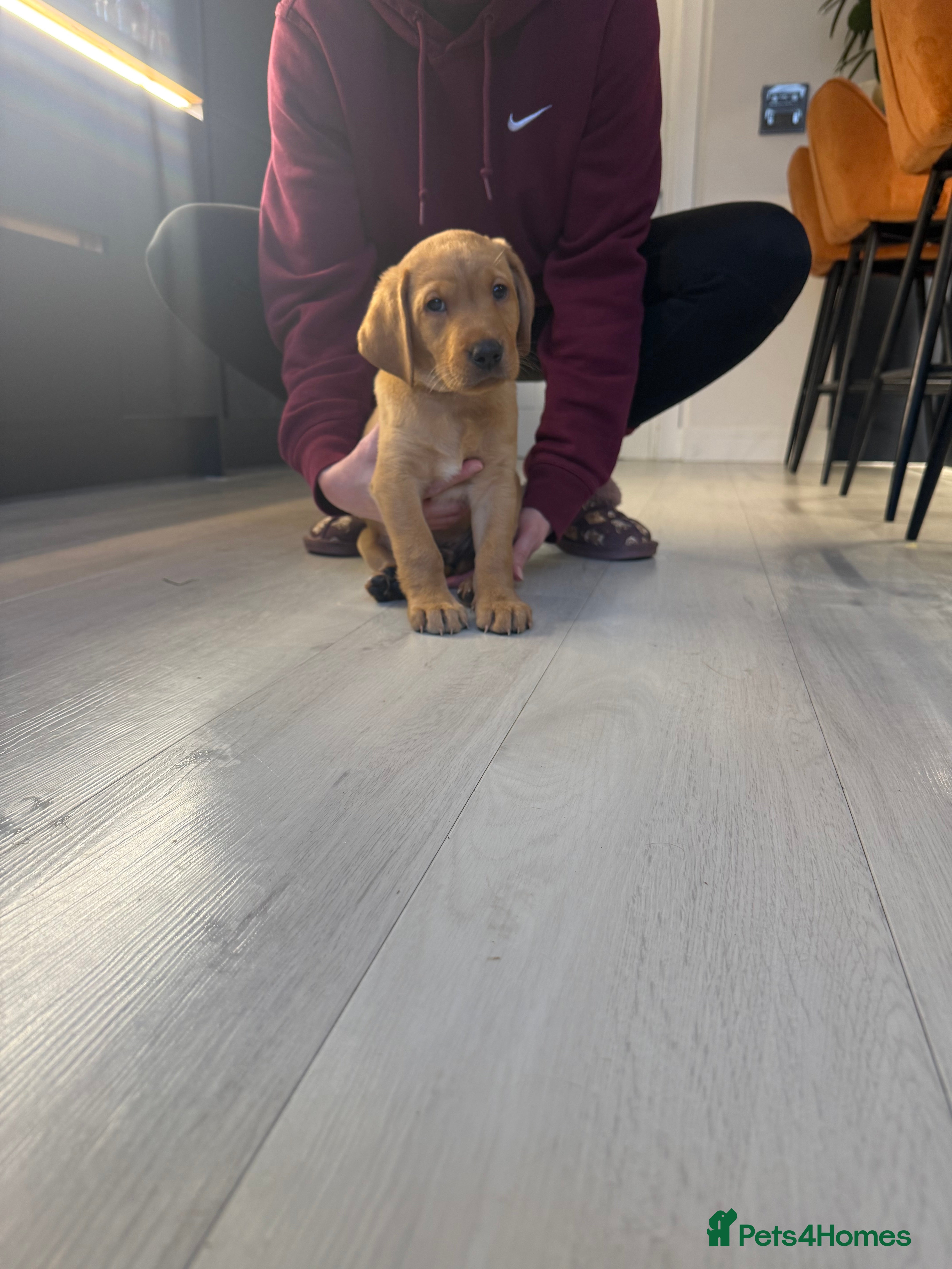 Labrador Retriever dogs Only 1 stunning fox red Labrador puppy left  - Advert 2