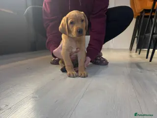 Labrador Retriever dogs Only 1 stunning fox red Labrador puppy left - Advert 2