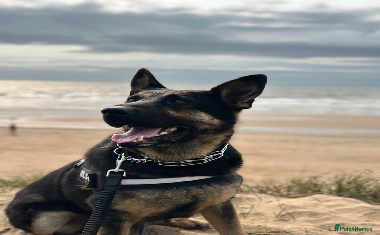 German Shepherd dogs - Advert 1