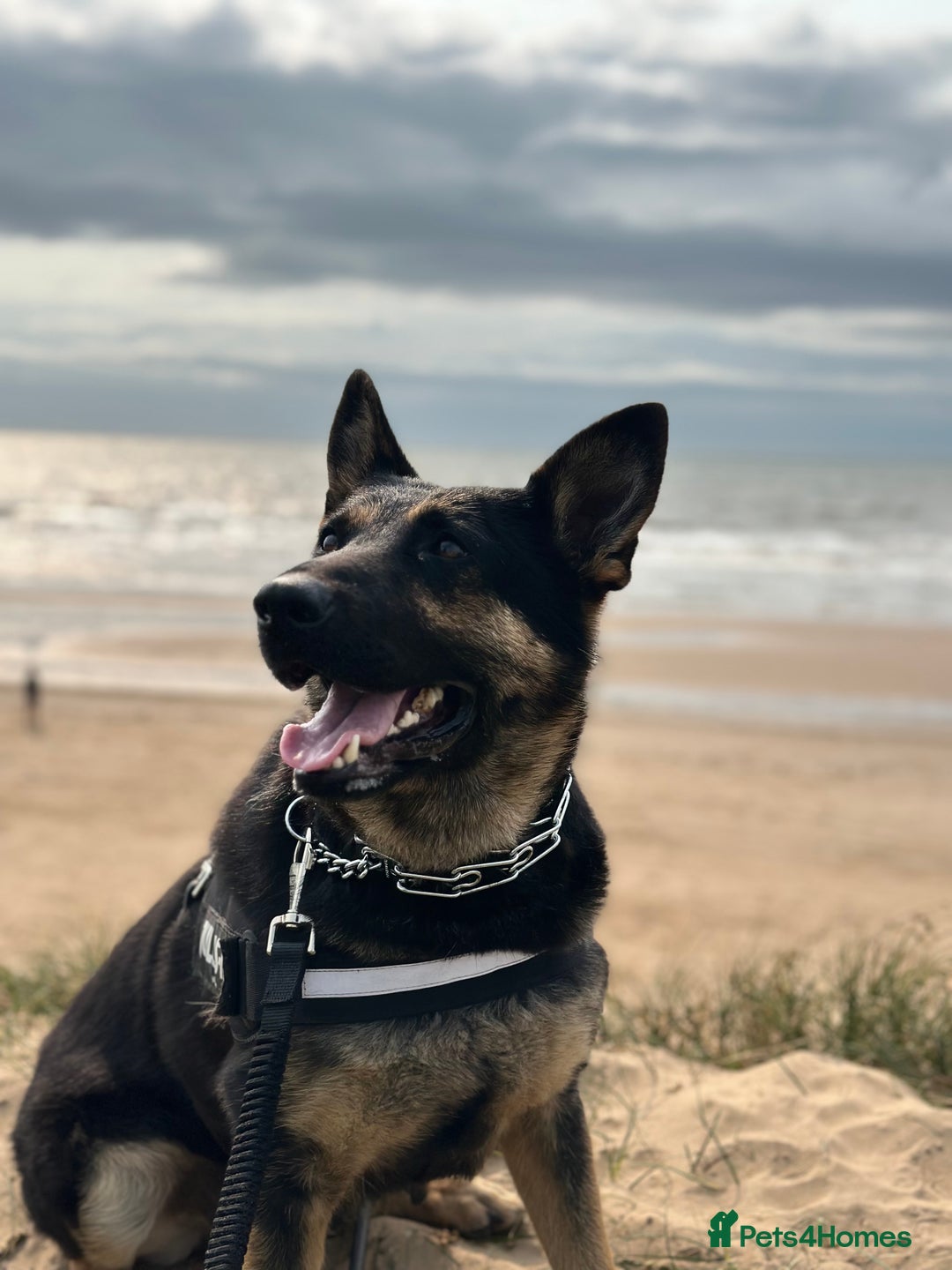 German Shepherd dogs for sale: German Shepherd female for sale - Image 1