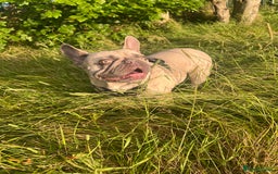 French Bulldog dogs for sale: Aiwa and Loya - Image 13