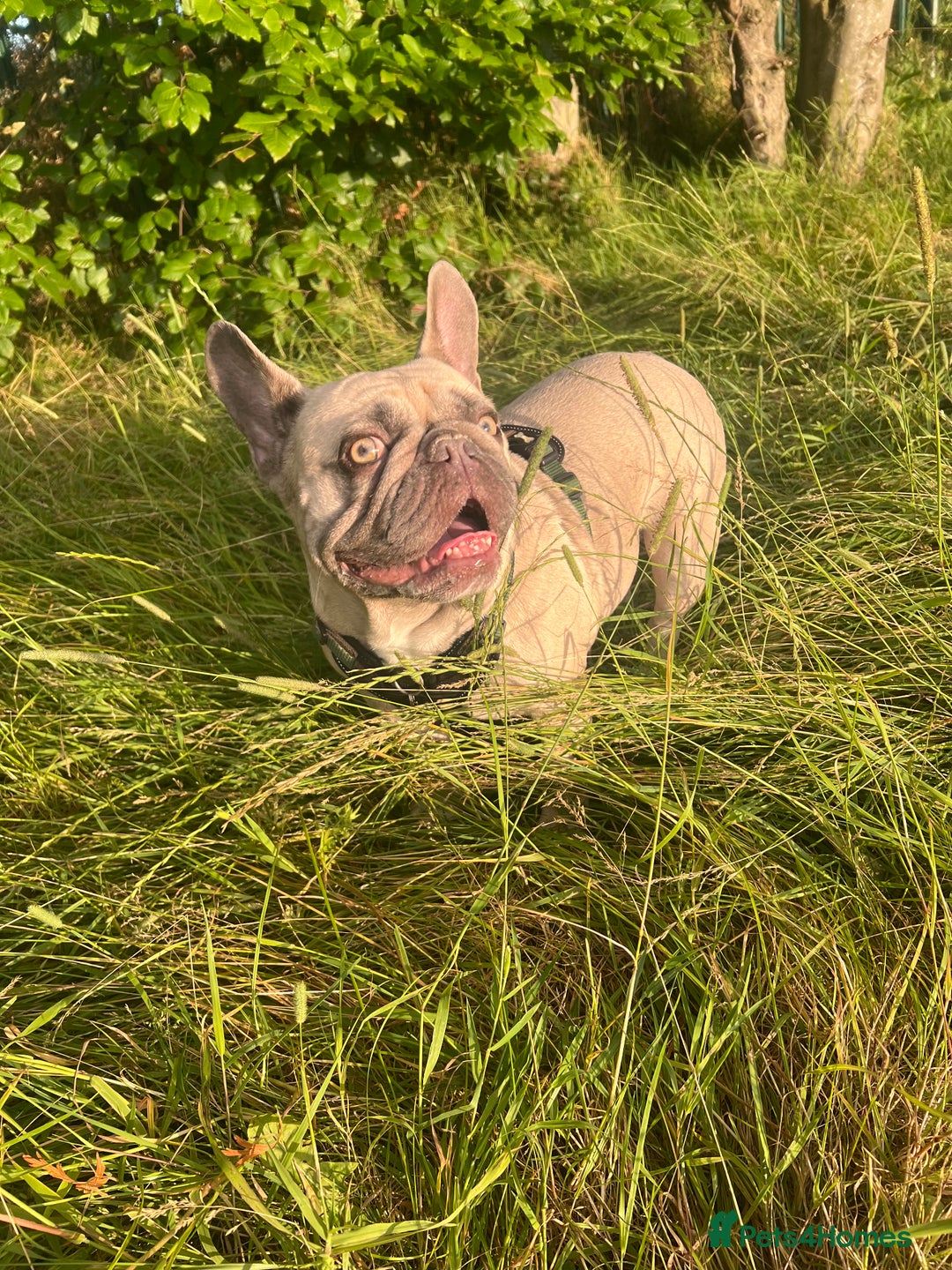 French Bulldog dogs for sale: Aiwa and Loya - Image 13