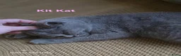 British Shorthair cats for sale: Beautiful GCCF BSH Kittens – Loving Forever Homes - Advert 5