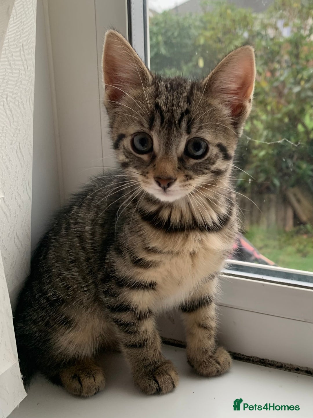 Mixed Breed cats for sale: Kittens 10 weeks ready to go - Advert 3