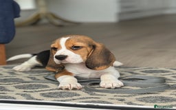 Beagle dogs for sale: STUNNING KC 5GEN TRI COLOUR BEAGLE PUP - Image 9