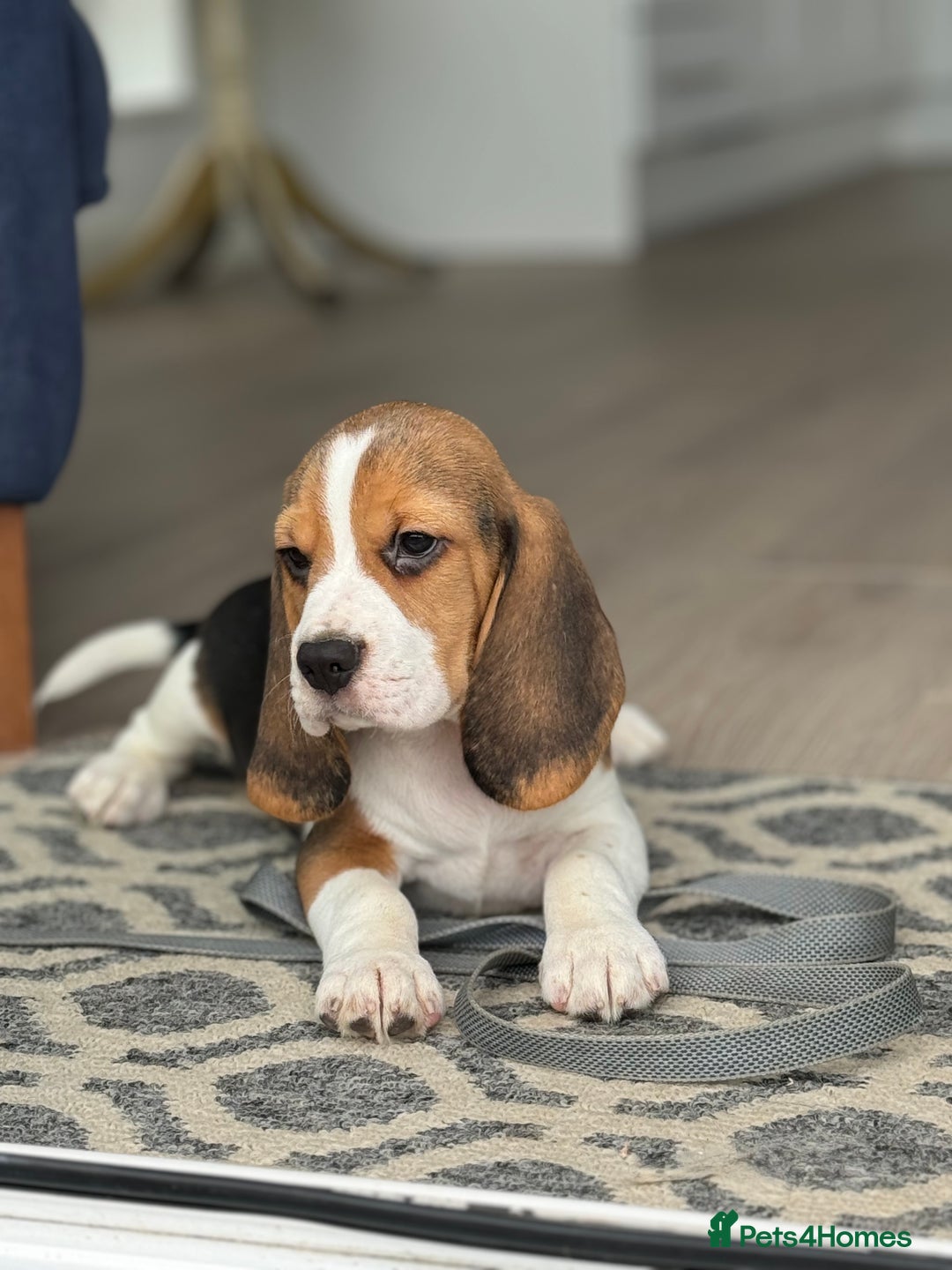 Beagle dogs for sale: STUNNING KC 5GEN TRI COLOUR BEAGLE PUP - Image 9