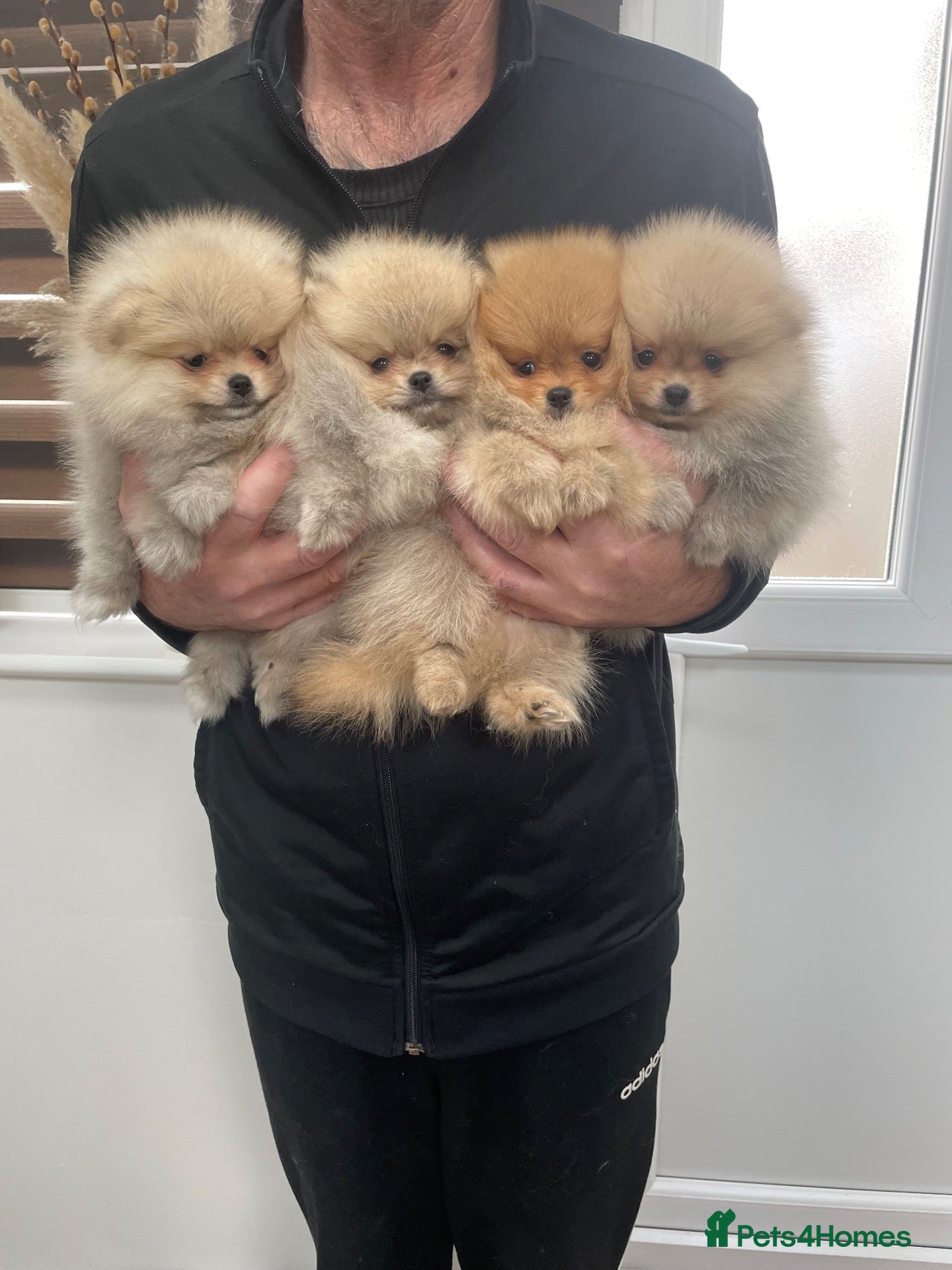 Pomeranian dogs for sale: KC mini Pomeranian  - Advert 1