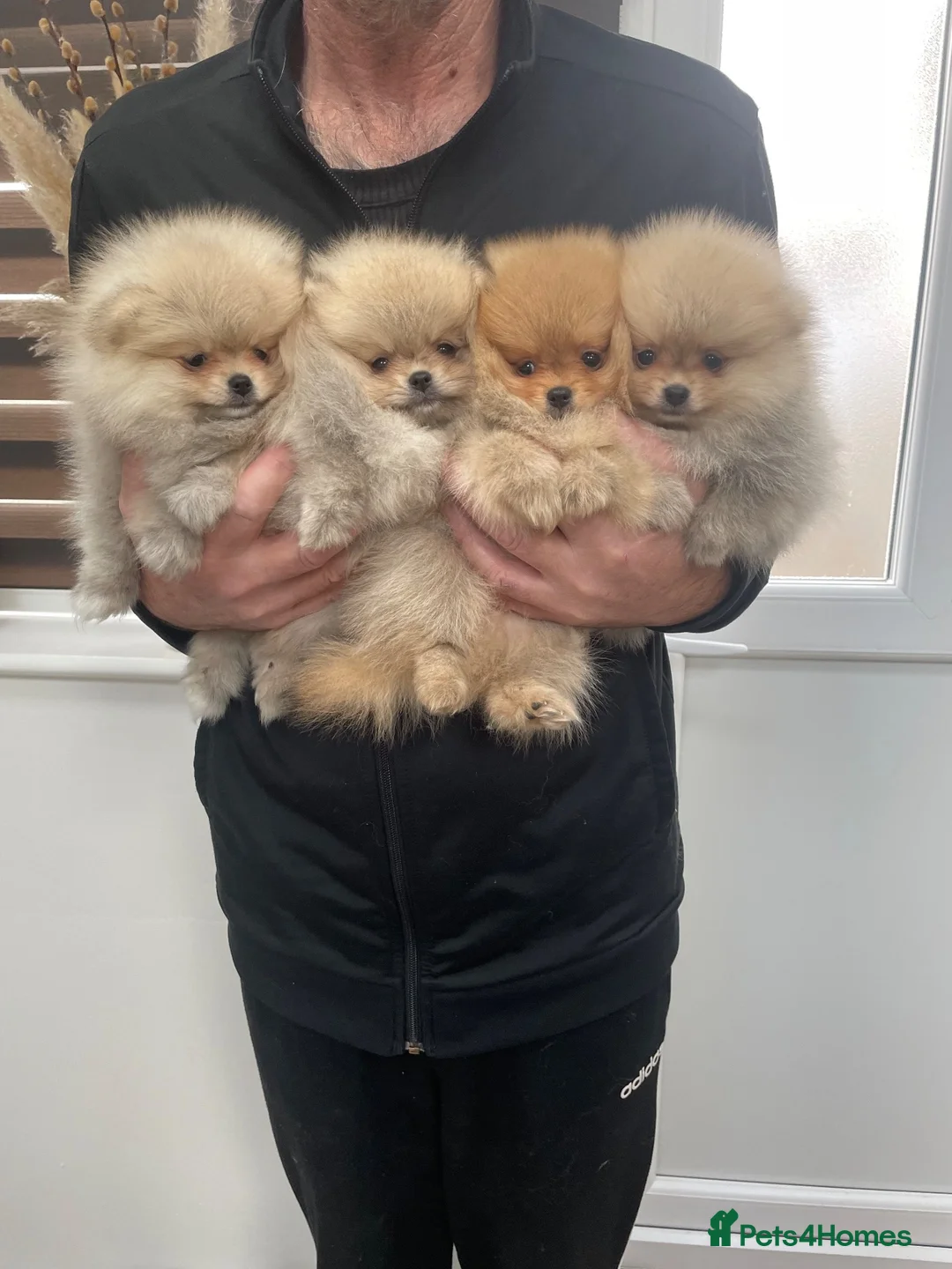 Pomeranian dogs for sale: KC mini Pomeranian  - Advert 1