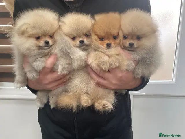 Pomeranian dogs for sale: KC mini Pomeranian - Advert 1