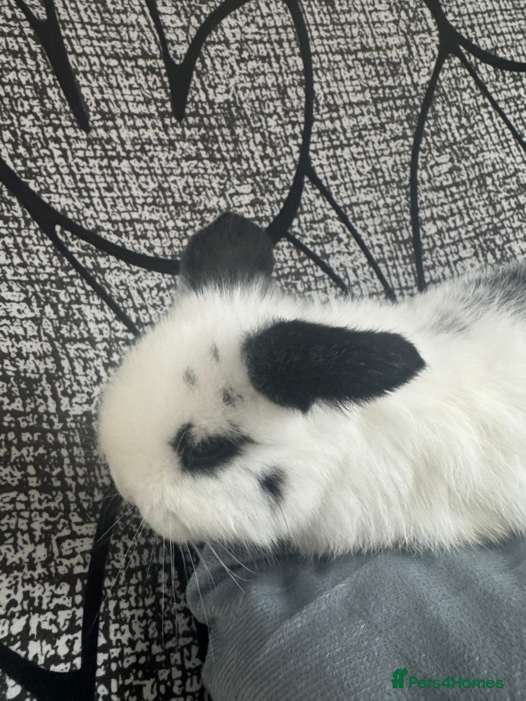 Mini Lop rabbits for sale: Baby mini lops  - Advert 9