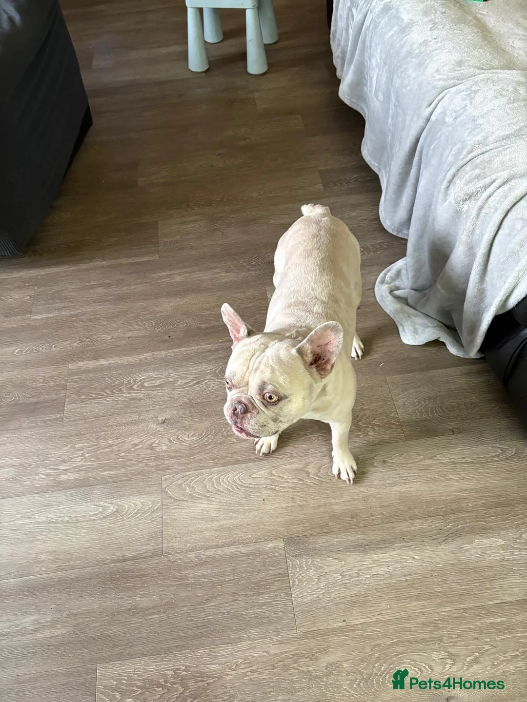 French Bulldog dogs for sale: French bulldog  in Manchester - Advert 2