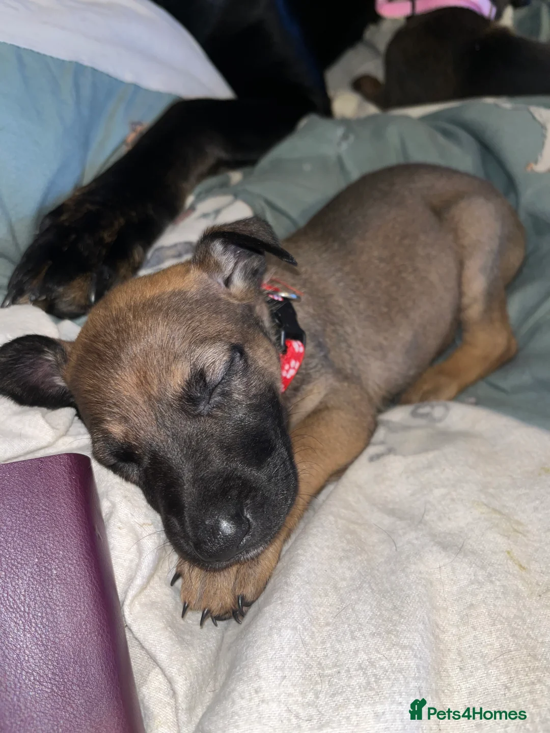 Mixed Breed dogs for sale: Doberman x Malinois x German Shepherd Puppies  - Advert 10