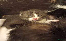 Domestic Shorthair cats for sale: Antony woods  - Image 7