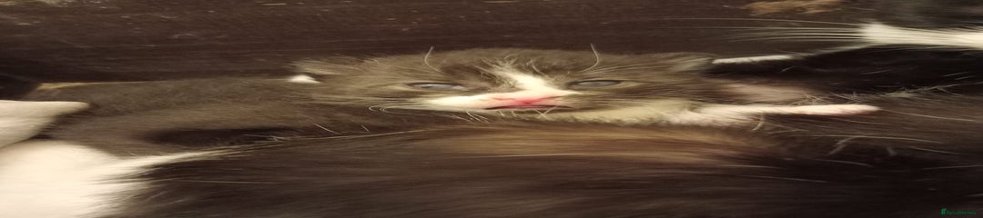 Domestic Shorthair Kitten 2