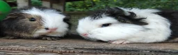 Guinea Pig rodents for sale: Three, 6 week old baby Swiss Brothers.  - Advert 7