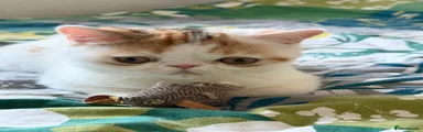 Exotic Kitten 5