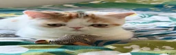 Exotic cats for sale: Gorgeous GCCF reg. kittens from Champions parents  - Advert 35