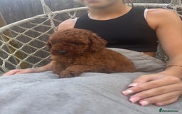 Toy Poodle dogs for sale: Kc reg extremely Heath tested  - Image 4