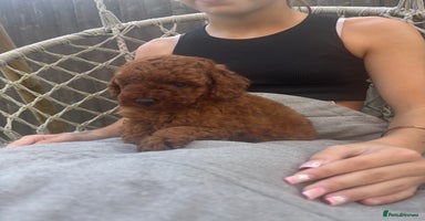 Toy Poodle dogs - Advert 2