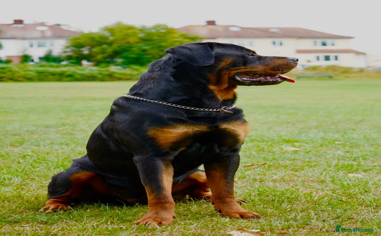 Rottweiler dogs - Advert 1