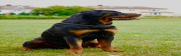 Rottweiler dogs for stud: KC Registered Rottweiler Stud - Advert 1