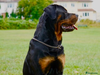 Rottweiler dogs - Advert 6