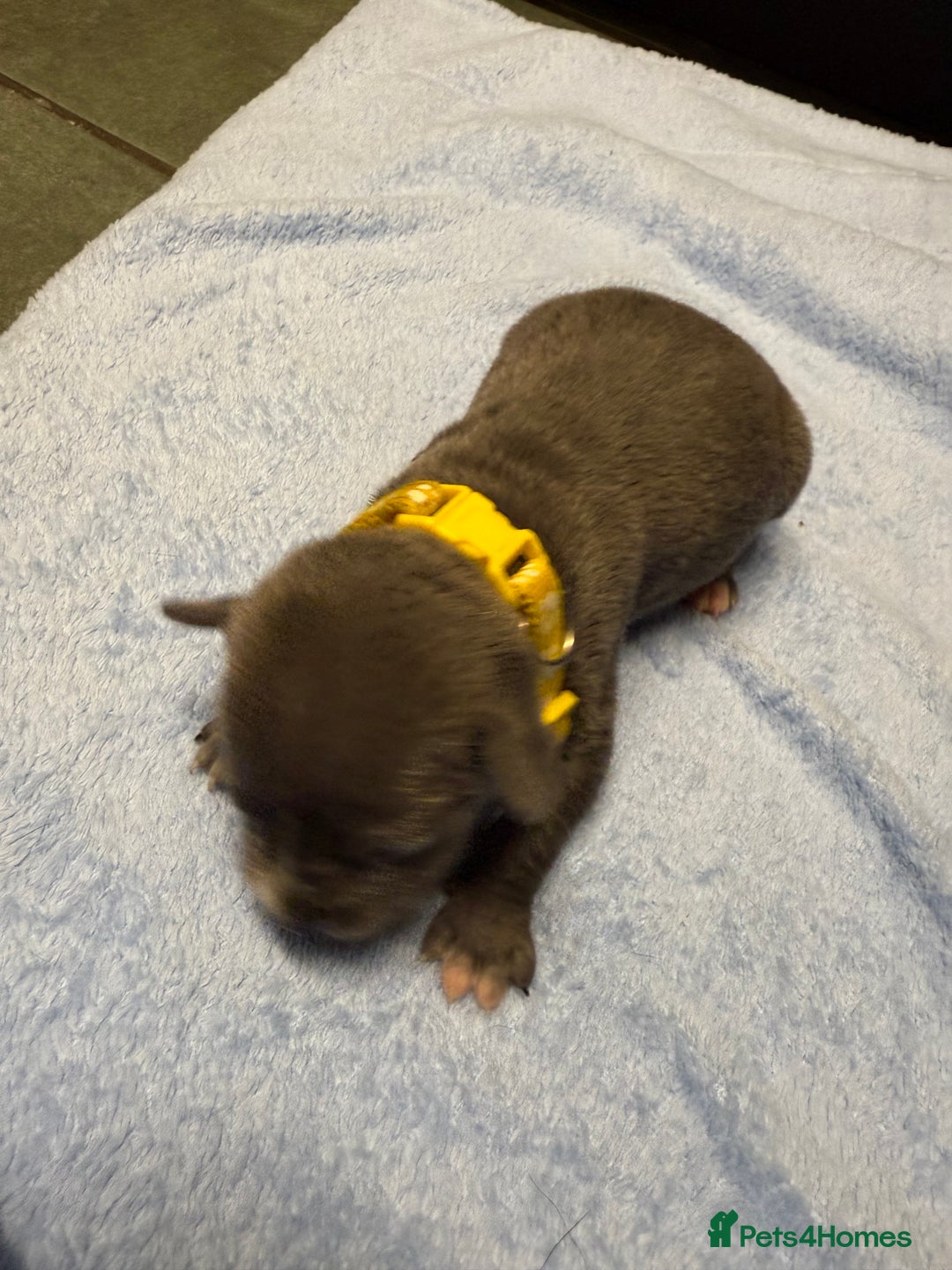 Staffordshire Bull Terrier dogs for sale: Blue Staffordshire bull terrier staffy  - Advert 5