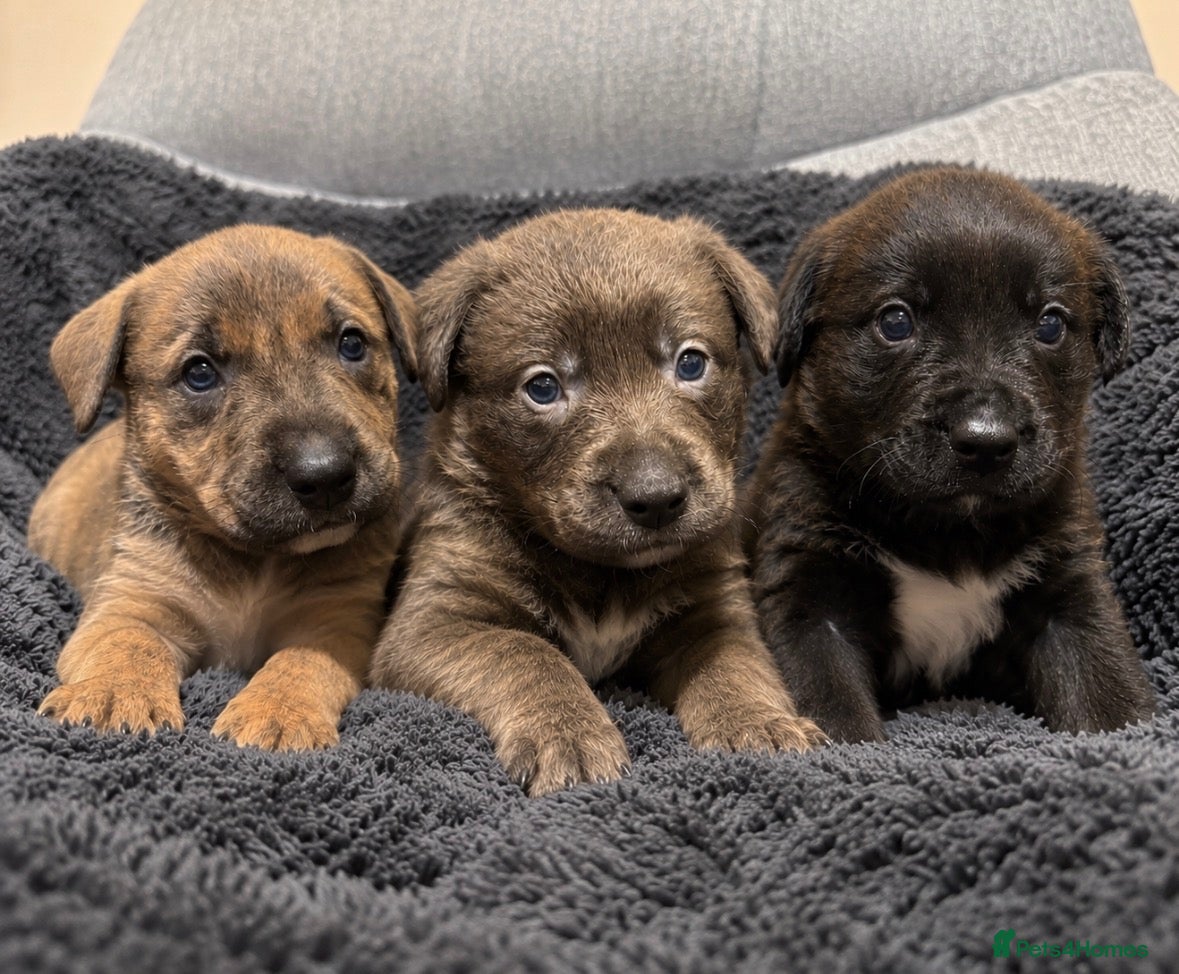 Mixed Breed dogs for sale: Blue & Brindle Mixed Breed Puppies 🫐 £650-£750 - Advert 2