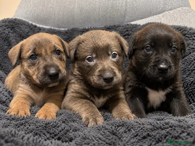 Mixed Breed dogs for sale: Blue & Brindle Mixed Breed Puppies 🫐 £650-£750 - Advert 2